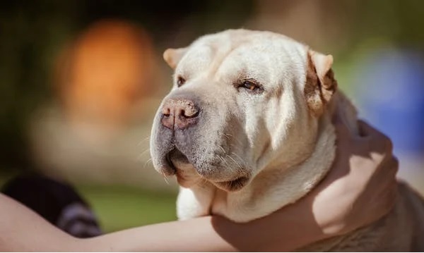 8 consejos para que tu perro viva más