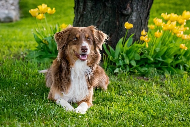 El Perro más longevo del mundo