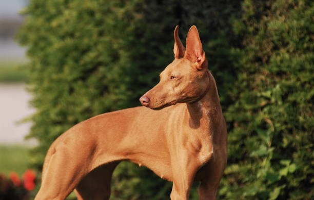Podenco faraónico o Pharaoh Hound perros en malta