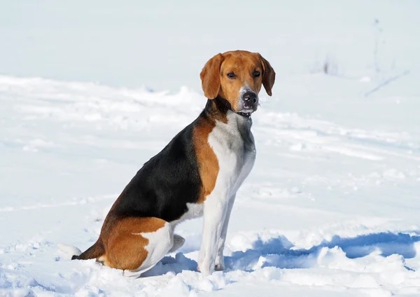 Perro de Estonia ¡Una sola raza!